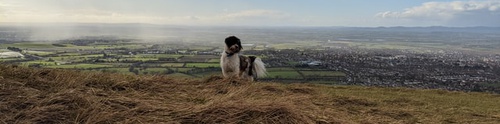 Dog-friendly Holidays North Yorkshire