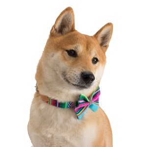 Inca Blue Dog Bow Tie