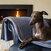 The Lounging Hound - Pure Wool Throw - Storm Blue