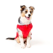 FuzzYard - Brooklyn Dog Hoodie