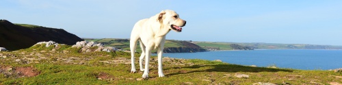Dog-Friendly Lodges Devon