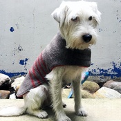 PetsPyjamas - Pawditch Swiss Army Dog Coat