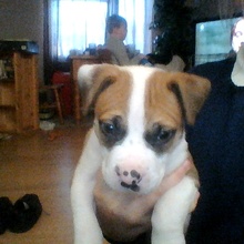 louie