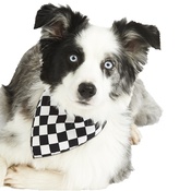 Pet Pooch Boutique - Check Dog Bandana