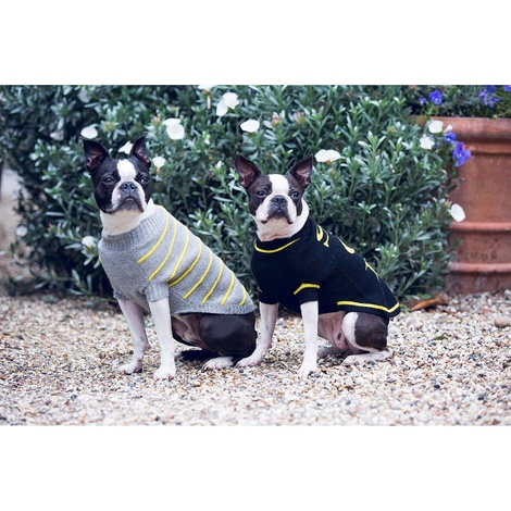 pineapple dog sweater