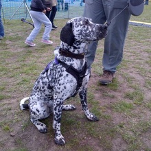 Dotty