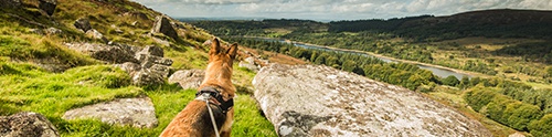 Dog-friendly Scottish Highlands
