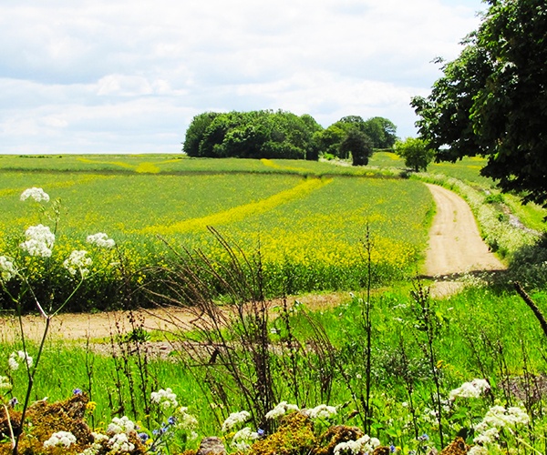The Swinbrook Cotswold Way