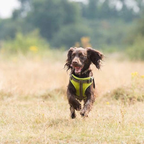 cocker spaniel harness