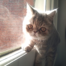 Tallulah