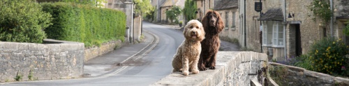 Dog-Friendly Cottages