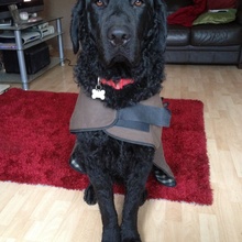Angus