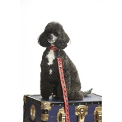 Pet Pooch Boutique - Minnie Mouse Red Dog Collar