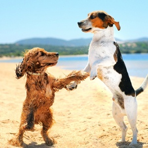 Why we love pet-friendly Kent and Sussex