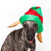 Doggy Things - Doggy Things Elf Hat