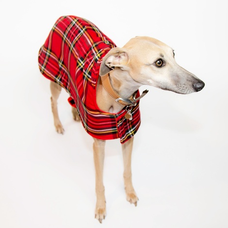 tartan whippet coat