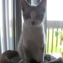 Simon