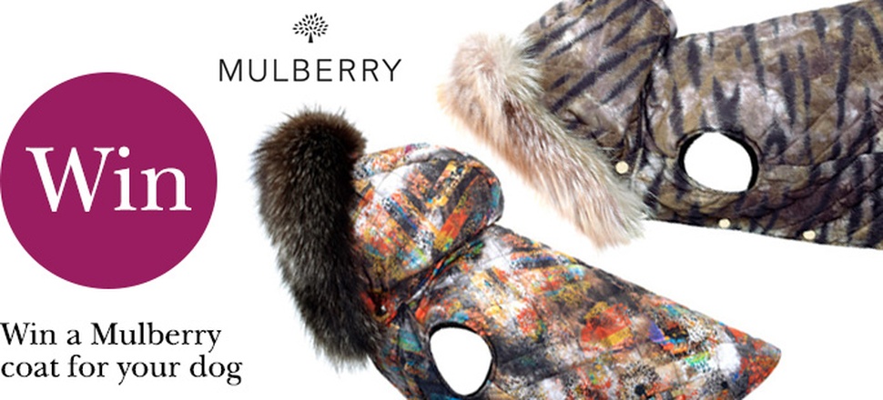 mulberry dog coat