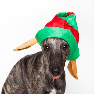 Doggy Things Elf Hat
