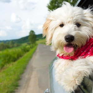 <strong>Road Trips</strong> Whether it's the Cotswolds or the Highlands, let our expert Pet Concierge team arrange the perfect trip for you and your best furry friend.