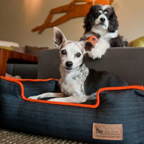 play dog beds