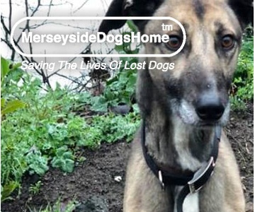 Merseyside Dogs Home