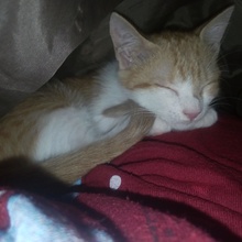 ginger