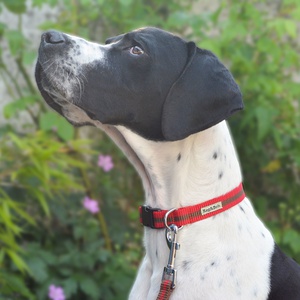 Red Dog Collar