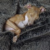 Charley Chau - Faux-Fur & Fleece Dog Blanket - Charcoal
