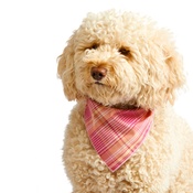 Pet Pooch Boutique - Pink Burberry Dog Bandana