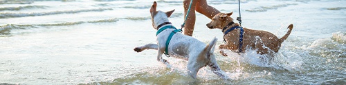 Dog-friendly Hotels Isle of Wight