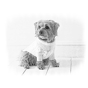 Photo Effects - Sketch Effect Personalised Artwork of your Pet
