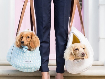 Our Top 10 Pet Travel Essentials