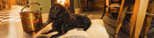 Dog Friendly Pubs with Rooms Hampshire