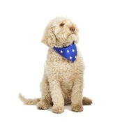 Pet Pooch Boutique - Blue Star Dog Bandana