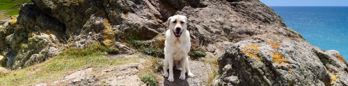 Dog-Friendly Lodges Cornwall