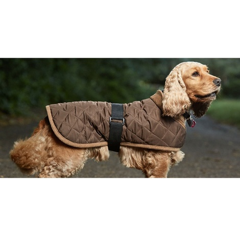 cocker spaniel dog clothes