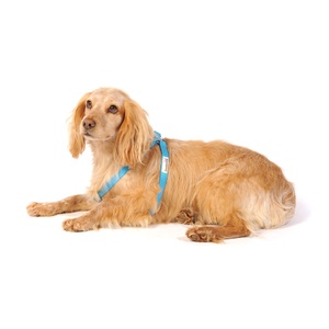 Bold Dog Harness – Cyan