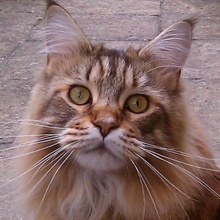 Minnie