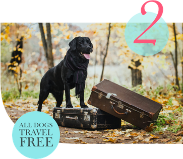 All dogs travel free, small or large