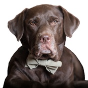 Dapper Pets - Brown Check Dog Bow Tie