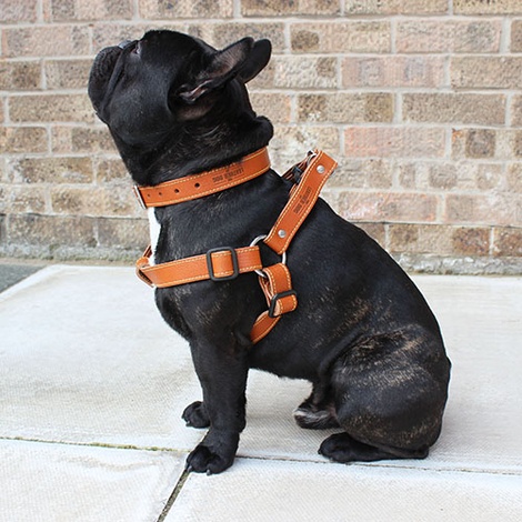 tan leather dog harness