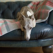 The Lounging Hound - Waterproof Wool Throw - Flamingo