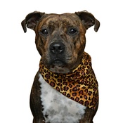 Pet Pooch Boutique - Dog Bandana - Leopard Print