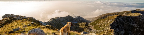 Dog-friendly Holidays in Wales