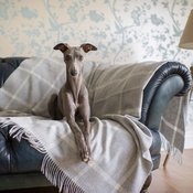 The Lounging Hound - Patterned Merino Wool Throw - Dusk