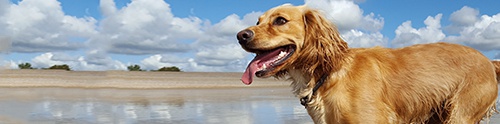Dog-friendly West Sussex