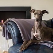 The Lounging Hound - Pure Wool Throw - Silvery Dusk