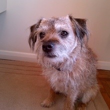 Bertie