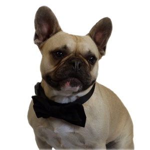 Black Velvet Dog Bow Tie